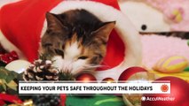 How to keep your pets safe through the holidays