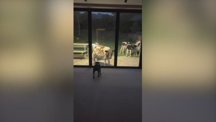Must-see! Cows Filling Up a Woman’s Backyard Shock Everyone in the Home!