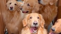 Puppy Paradise! Texas Man Lives with 13 Golden Retrievers Under One Roof