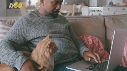 The Advantages of Adopting a Senior Pet