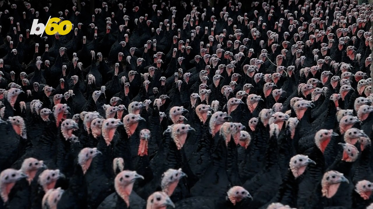 Hey Turkey, Why Are You So Special and Why Do W...