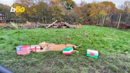 These British Lions Are Real Football Fans