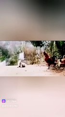 Horozu trolleyen kopek