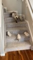 Cat Moves on Stairs With Ease While Kittens Struggle Hilariously