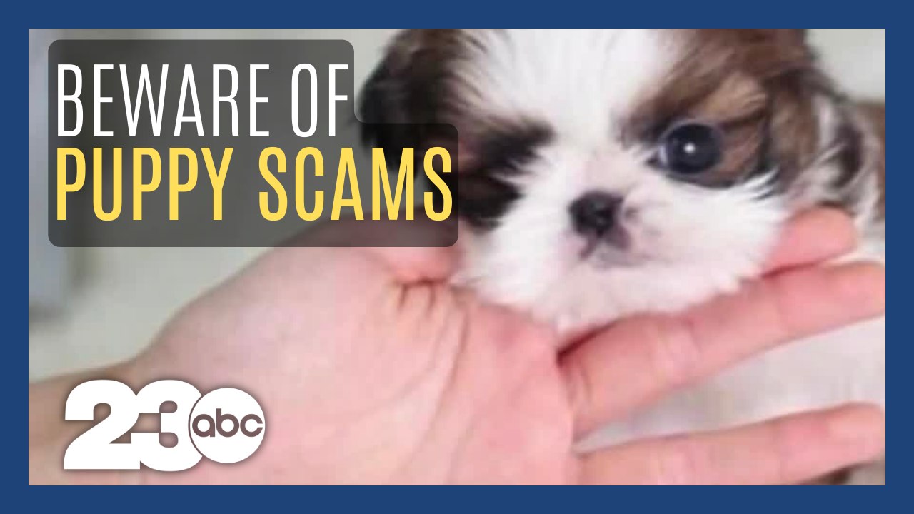 12 Scams of Christmas: Puppy Scams
