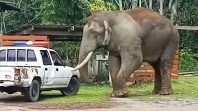 Elephant wanders into family’s garden in Thailand