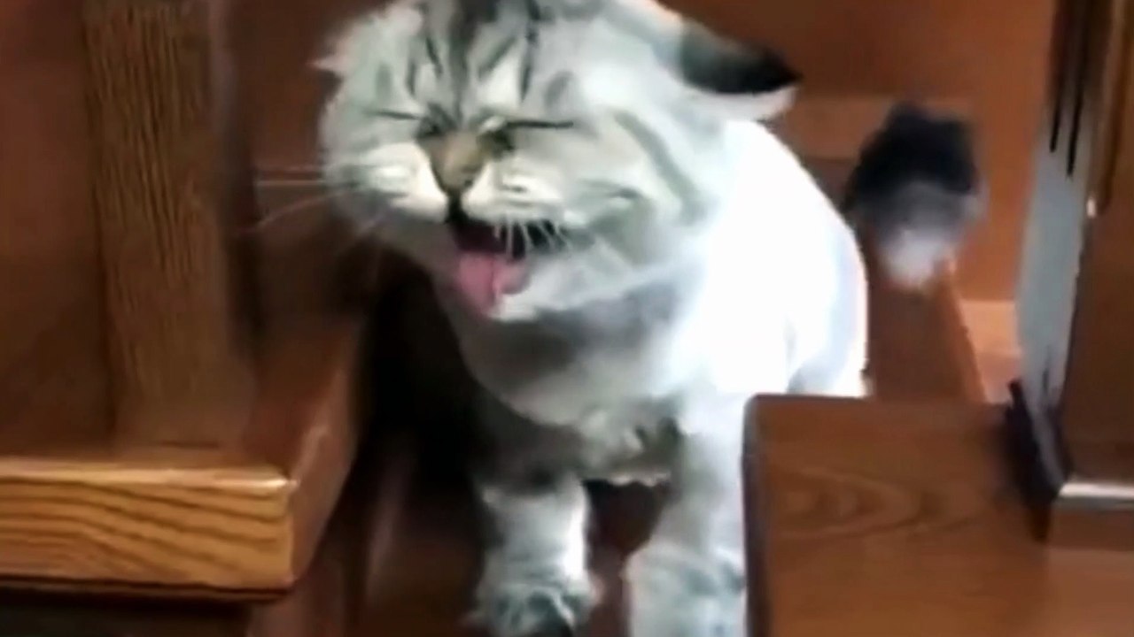 cats funny ‼️
