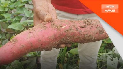 Pertanian | Kawan pencetus kejayaan petani tanam ubi keledek