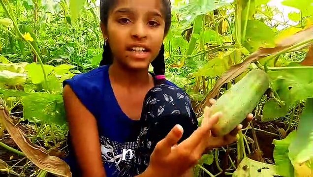 Cucumber Characteristics & Nutrition Facts Information In English @kuberclasses_HD