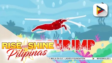 WEDNESDAY PETSDAY | Paano mag-alaga ng mga fire shrimp?