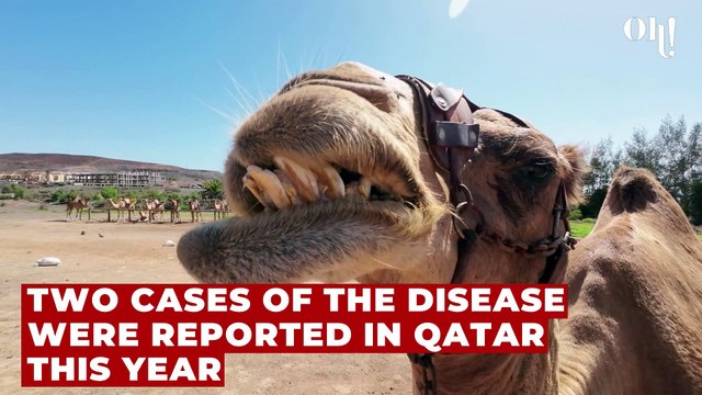 Brits returning home from World Cup warned of 'camel flu'