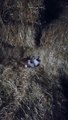 Cold weather, kitten sleeps with its mom on the hay