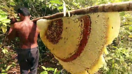 Primitive Technology- Harvest Beehive and Honey by Brave Bushmen