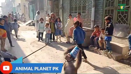 Bandar madari Bandar mama monkey videos funny monkey videos bandar ki madari bandar bandariya ka khl