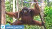 Orangutans facts in urdu  sumatran orangutans bornean orangutans Animal planet pk