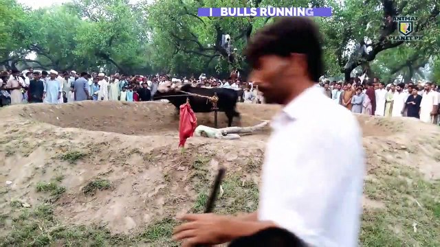 Bulls round running part 2 bull race bulls running wacha farming Animal planet pk