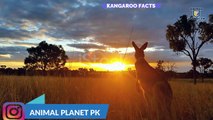 Intersting facts about kangaroo   information in English facts about animals  Animal planet Pk