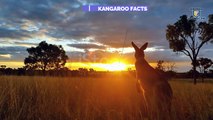 Kangaroo animal full documentary in hindi urdu kangaroo facts video Animal planet pk