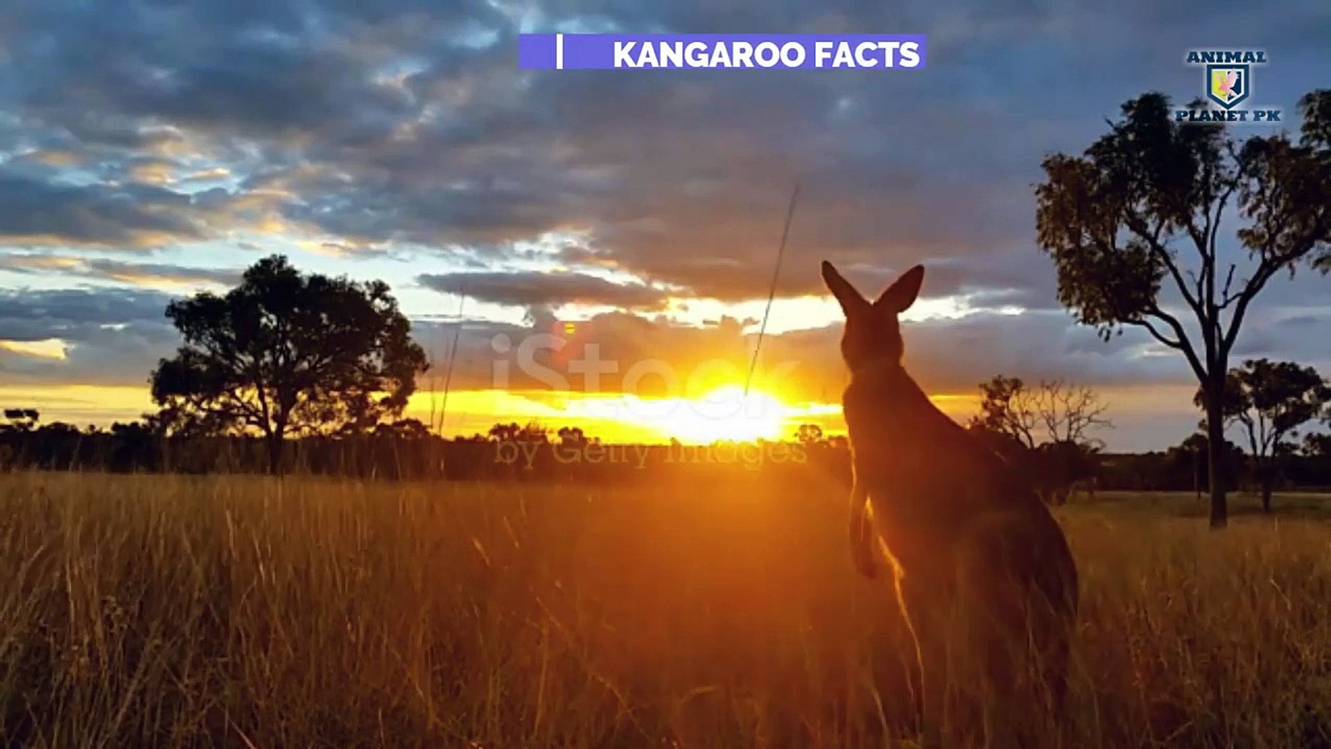 ⁣Kangaroo animal full documentary in hindi urdu kangaroo facts video Animal planet pk