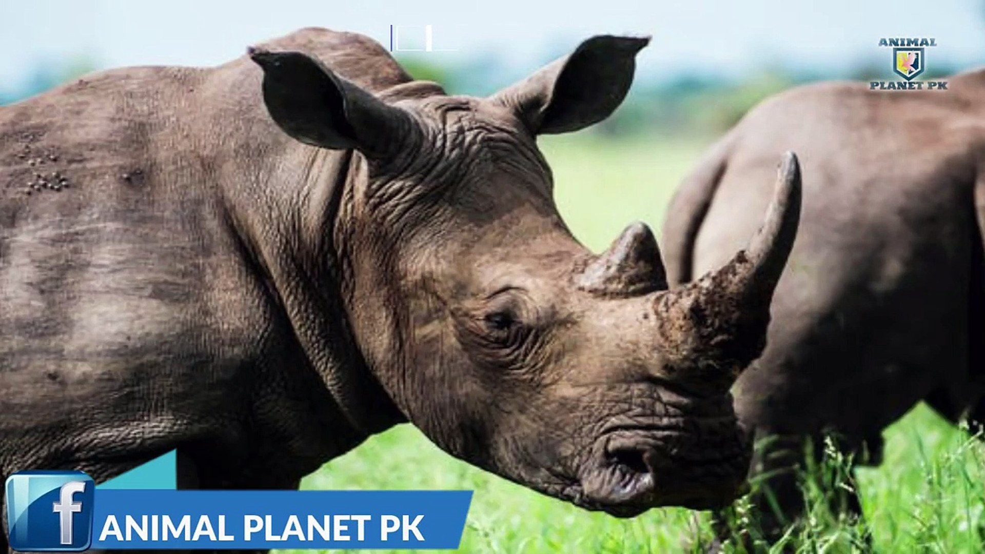 ⁣Rhino full documentary in hindi urdu Rhino animal facts Animal planet pk