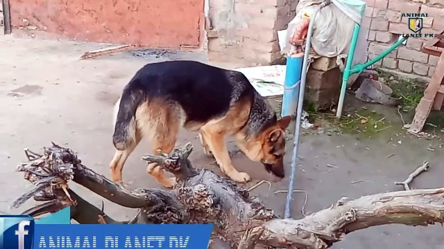 German shepherd Dog puppy Animal planet pk