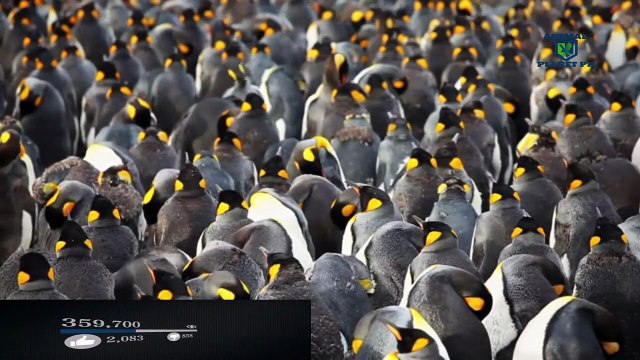 penguins information in urdu hindi facts of Penguins Animal planet PK