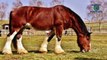 interesting Facts About Horse   Animal Facts   Information About Horse   Horse Fact