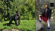 Gorilla information in hindi urdu Gorilla facts Gorilla animals ki maloomat Animal planet Pk