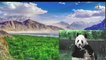 Panda information in hindi urdu panda facts panda documentary in hindi urdu Animal planet pk