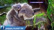 Koala facts koala information in hindi urdu koala animal documentary in hindi urdu Animal planet pk