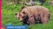 Bear information in hindi urdu Bear facts   facts about Bear animal full documentary in hindi Ap.Pk