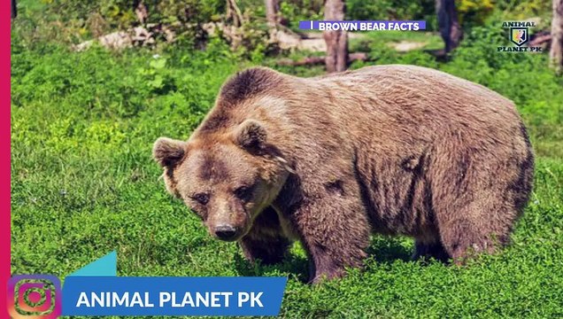 Bear information in hindi urdu Bear facts facts about Bear animal full documentary in hindi Ap.Pk