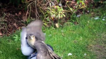 Cuộc Chiến Không Cân Sức Giữa Chim Ưng Và Bồ Câu