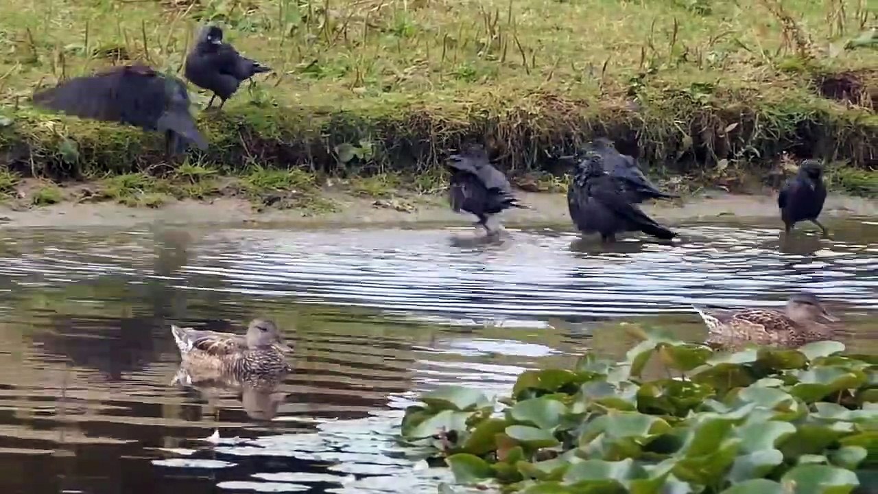 Sparrow hawk Vs Three Jackdaws In A Big Battle