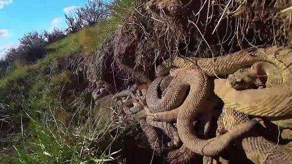 Eagle- The Kings Of The Sky Hunting Snake For Food