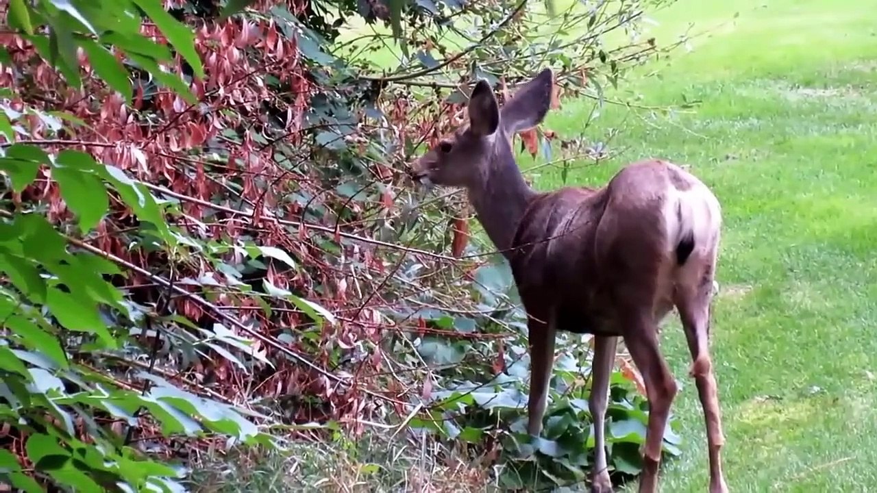 This Is How Eagle Hunting Deer