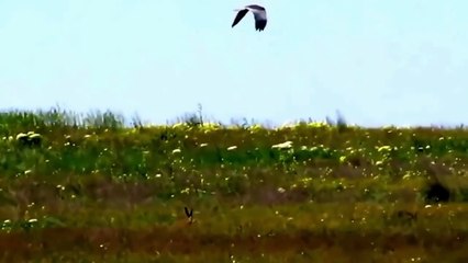 Đàn thỏ thông minh giả làm con mồi để tấn công đại bàng