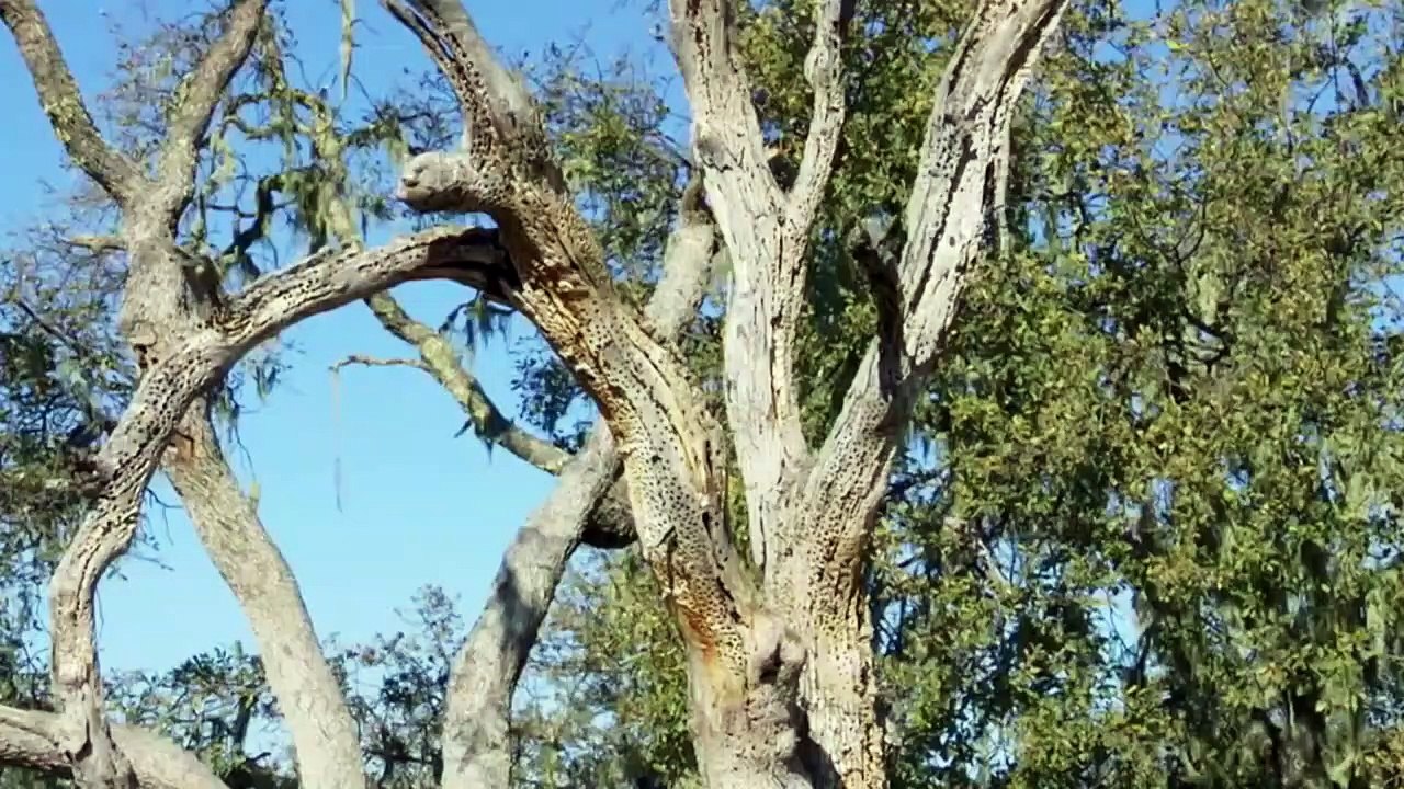 Thú vui lạ lùng khi săn mồi của đại bàng !!! Chúa tể bầu trời thật mạnh mẽ ...
