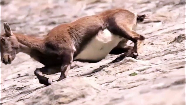 Cách săn mồi độc đáo của đại bàng và trận chiến huyền thoại