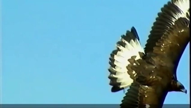 Đại bàng kịch chiến chó sói và pha tấn công ngoạn mục