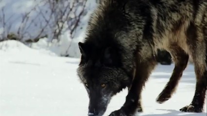 Thật không thể tin được !!! Lý do mà đại bàng lùng bắt loài báo đen