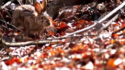 OMG! Không thể tin được khi chúa tể bầu trời đi săn con mồi nhỏ vẫn dùng hết sức ...