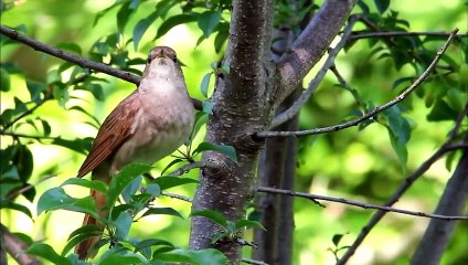 Chim non căm thù khi đàn con bị rắn độc ăn thịt dã man