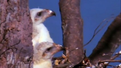 Đại bàng kiêu ngạo có thể săn được cả những loài mạnh mẽ nhất