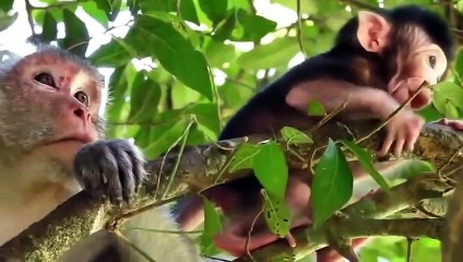 Đại bàng kịch chiến trên mặt đất cùng đàn khỉ điên loạn