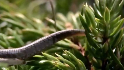 Đại bàng mẹ đi kiếm ăn và tử thần vẫy rình rập đàn con mới sinh của cô ấy ...