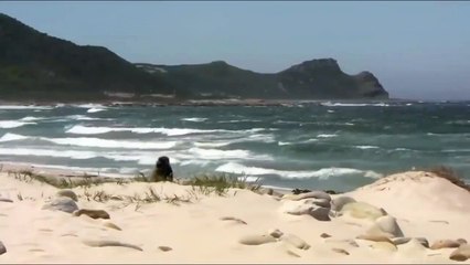 Thế giới động vật full HD! Đại bàng tấn công và giết chết hải cẩu con