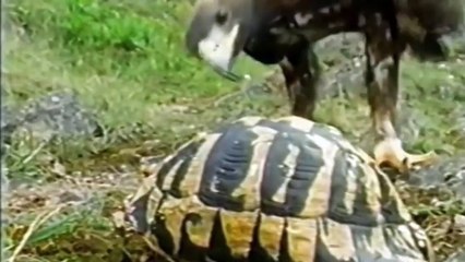 Thật kinh hoàng đại bàng lao xuống từ bầu trời trong chớp nhoáng đã bắt con mồi đi ...