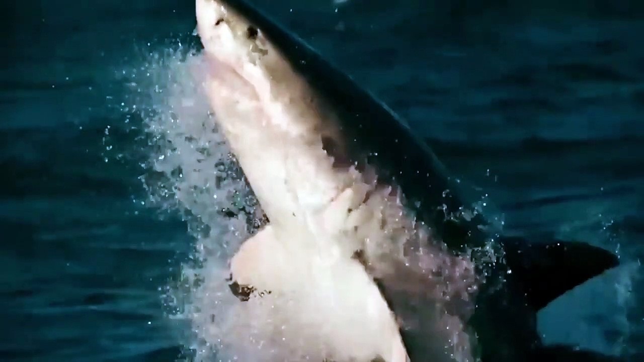 Thế giới động vật 2020 HD ! Chúa tể bầu trời vô địch đánh bại mọi đối thủ ngáng đường chúng