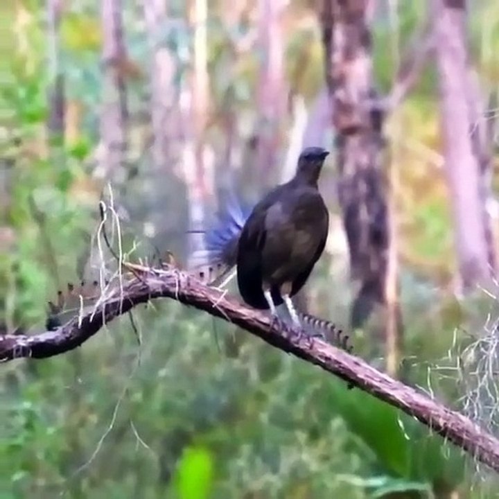 burung hitam berkicau di hutan